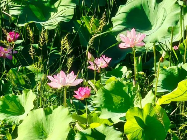 爱一配 夏日当头，鲜花盛放，红似烈火，柔若粉黛